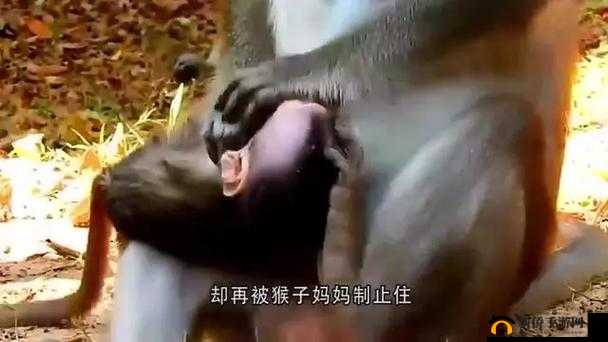 二人一起生猴子全程不盖被子，这背后究竟有着怎样的故事与缘由？