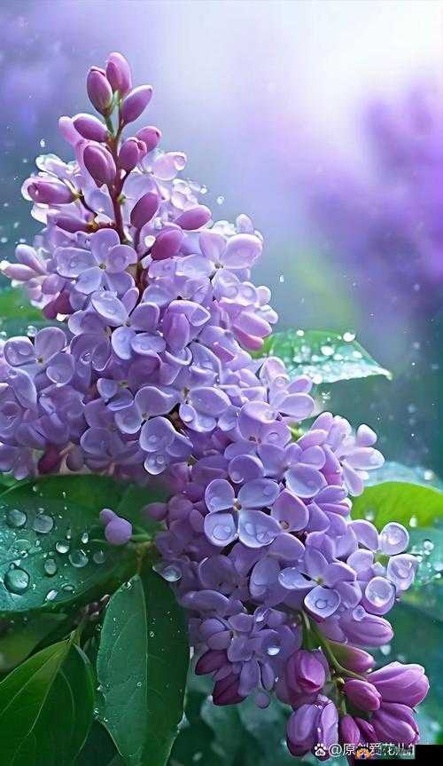 想在线观看完整的丁香花视频吗？快来这里，满足你的观看需求