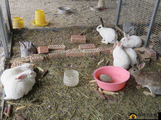 云梦四时歌灵兔喂养有何秘诀？全面解析庭院灵兔喂食玩法